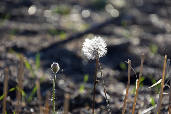 Çayırda beyaz karahindiba