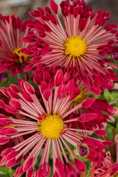 明るい赤の花の美しい背景 — ストック写真