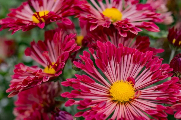 明るい赤の花の美しい背景 — ストック写真