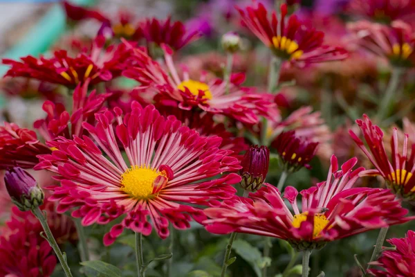 明るい赤の花の美しい背景 — ストック写真