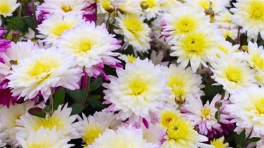 Bahçede beyaz-kırmızı-sarı Kasımpatı çiçek. Panorama. Makro.