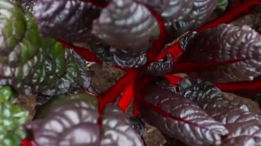 beyaz bitki kırmızı saplı. arka plan