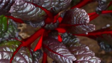 beyaz bitki kırmızı saplı. arka plan