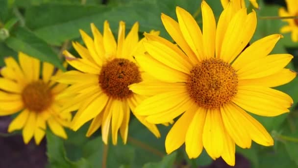 Žlutá rudbeckia nebo Black Eyed Susan květiny v zahradě — Stock video