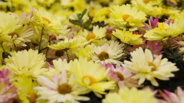 Κίτρινα λουλούδια Μαργαρίτα στον κήπο. Πανόραμα. — Αρχείο Βίντεο