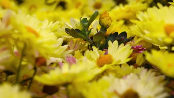 Желтые цветы Дейзи в саду. Панорама. Макро . — стоковое видео