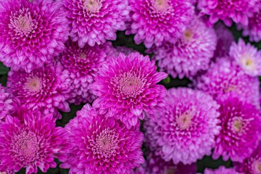 Bahçede mor papatya çiçek