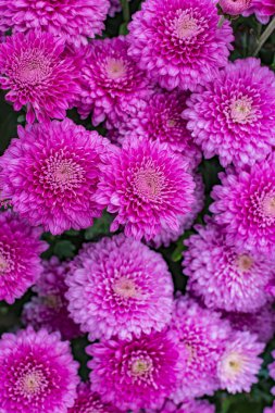 Bahçede mor papatya çiçek