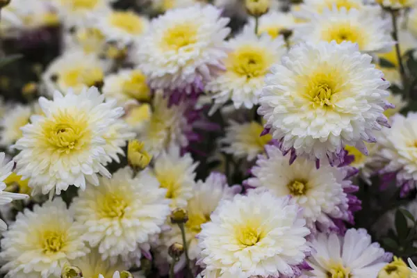 庭に白と黄色の菊の花 — ストック写真