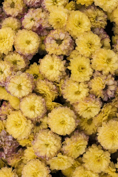 Flores de crisântemo amarelo no jardim — Fotografia de Stock