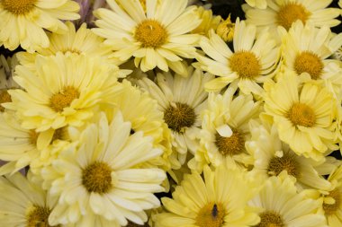 Bahçede sarı papatya çiçek. Panorama. Makro.