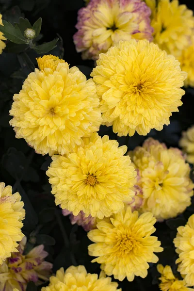 Yellow chrysanthemum flowers in the garden — Stock Photo, Image