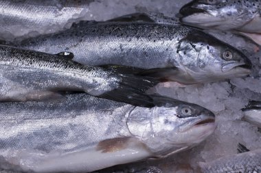 Bir süpermarkette buzda taze alabalık. Taze balık Balık dükkanda. Somon.