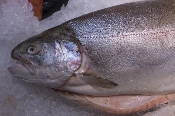 Fresh Trout Ice Supermarket Fresh Fish Fish Shop Salmon — Stock Photo, Image