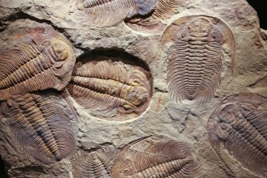 fosil trilobite tortu baskılı.