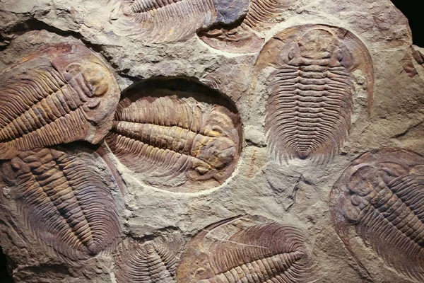 Skamieniałości trylobitów nadrukiem w osadzie. — Zdjęcie stockowe
