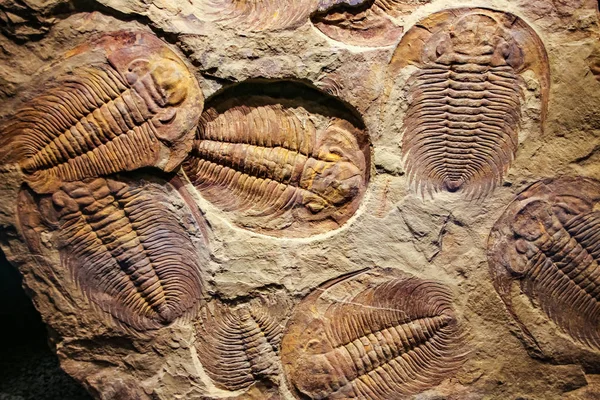 印在沉积物中的化石三叶虫. — 图库照片