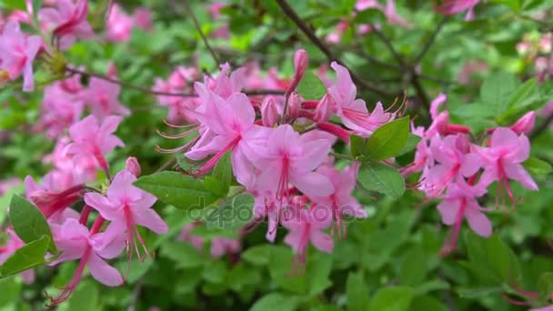 Цветущие красивые розовые рододендроны в саду . — стоковое видео