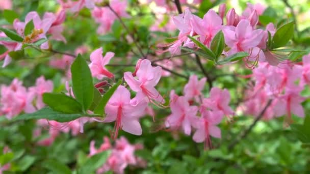 A kertben gyönyörű rózsaszín rododendronok virágzás. — Stock videók