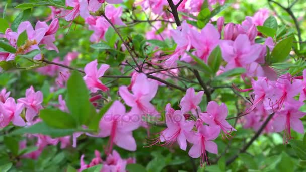 Цветущие красивые розовые рододендроны в саду . — стоковое видео