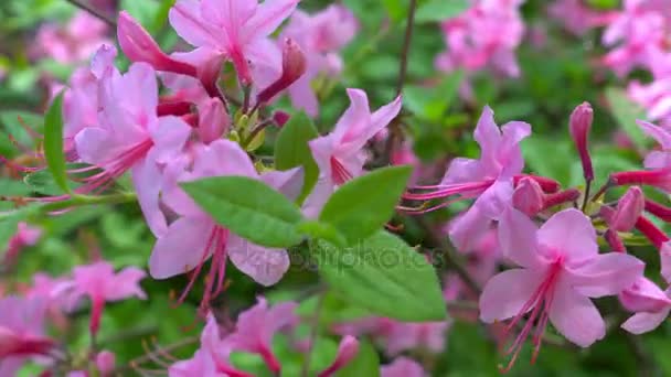 Ανθισμένα όμορφα ροζ ροδόδεντρα στον κήπο. — Αρχείο Βίντεο
