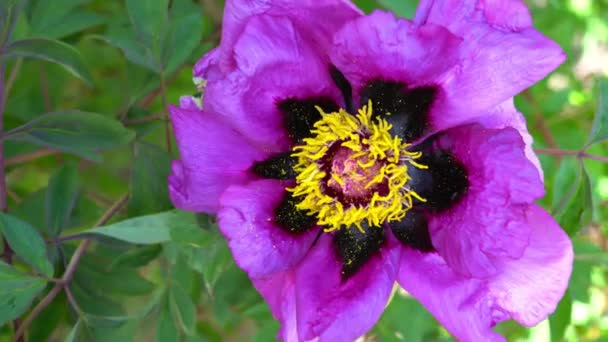 Bahçe içinde güzel pembe Şakayık Paeonia çiçek çiçeklenme. — Stok video