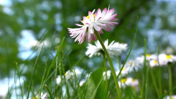 绽放的美丽 chamomiles 雏菊花。白色粉红色. — 图库视频影像