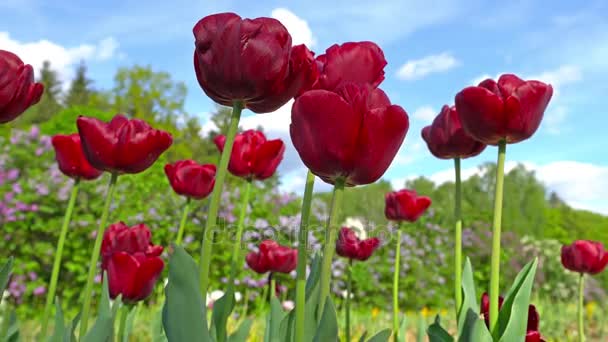 Blühende rote Tulpen vor blauem Himmel, Großaufnahme von Tulpen, die im Wind schwanken. — Stockvideo