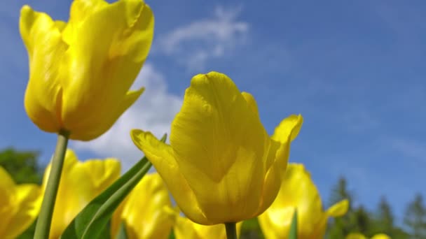 Kvetoucí žluté tulipány na pozadí modré oblohy, detailní tulipánů ve větru. — Stock video