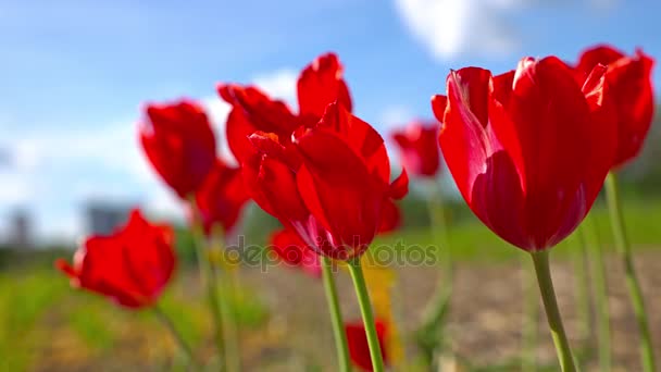Flor Tulipanes rojos sobre un fondo azul del cielo, primer plano de tulipanes balanceándose en el viento . — Vídeo de stock