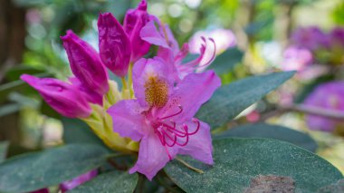 Güzel mor orman gülleri Bahçe çiçek açmış. Makro.