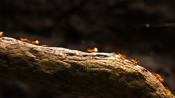 Leafcutter ants marching across a tree branch. — Stock Video
