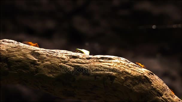 Leafcutter ants marching across a tree branch. — Stock Video