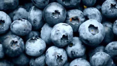 Closeup çekim taze bilberry veya yaban mersini, 4 k kaydırma.