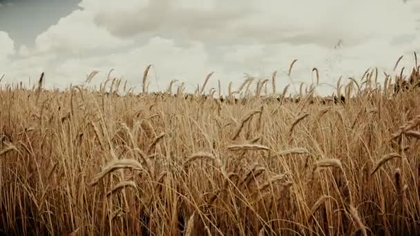 金色の熟した小麦は収穫期のフィールド。夏。晴れた日. — ストック動画