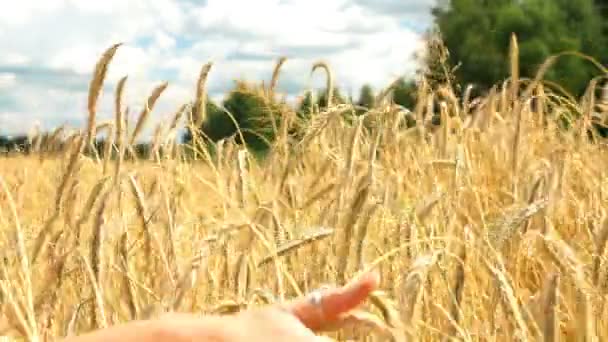 Nahaufnahme einer Frauenhand, die durch ein goldenes Weizenfeld läuft. Mädchen, die Weizen in Nahaufnahme berühren. Zeitlupe. — Stockvideo