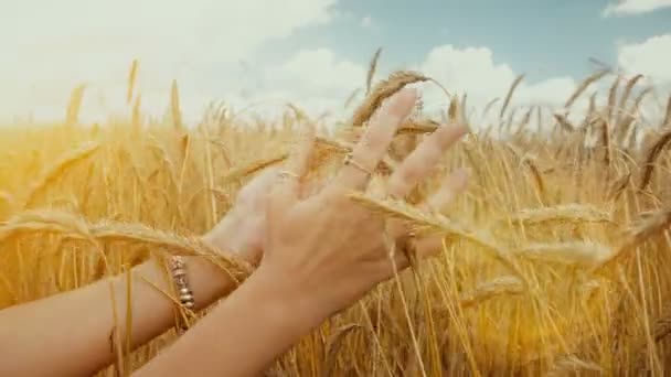 黄金の麦畑に触れて梨花の手のクローズ アップ。女の子の手を触れる小麦の耳のクローズ アップ. — ストック動画