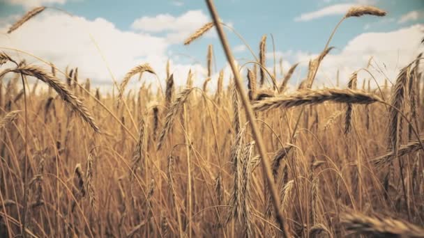 Champ de blé mûr doré prêt à être récolté. L'été. Journée ensoleillée. Panorama . — Video