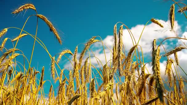 Feld mit goldenem, reifem Weizen, bereit zur Ernte. Sommer. sonniger Tag. — Stockvideo