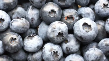 Closeup çekim taze bilberry veya yaban mersini, 4 k kaydırma.