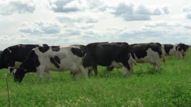 Siyah ve beyaz inekler otlatma mera üzerinde çimenli alan.