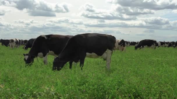 Black and white cows in a grassy field grazing on pasture. — Stock Video