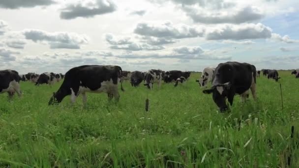 Vacas pretas e brancas em um campo gramado que apascenta no pasto . — Vídeo de Stock