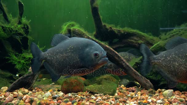 Amazon predatory piranha fish among the seaweed. — Stock Video