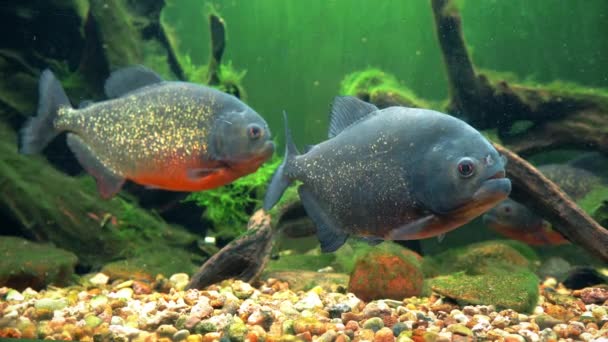 Amazon roofzuchtige piranha vis onder het zeewier. — Stockvideo