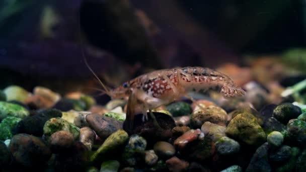 Marbled crayfish behind the glass of the aquarium. — Stock Video