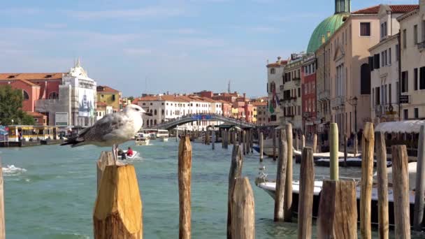 Venice, İtalya - Ekim, 2017: Görkemli grand Venedik canal ve su trafik, Venedik, İtalya. Vaporetto Venedik - deniz otobüsü. — Stok video