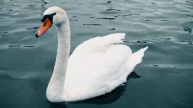 Beyaz Kuğu, Charles Köprüsü, Vltava Nehri. Prag Charles Köprüsü eski şehir panoraması, kuğu, ördek, Çek Cumhuriyeti. Kuğu Charles Bridge, Prague, Praha, Çek Cumhuriyeti.