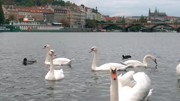 Praga, República Checa - OUTUBRO, 2017: Cisnes brancos na ponte, rio Vltava. cidade velha panorama, cisne, pato, República Checa. Swans at bridge, Praga, República Checa . — Vídeo de Stock