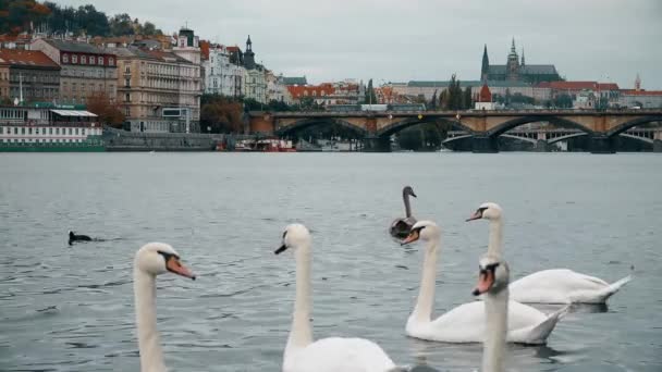 Białe łabędzie na Moście Karola, Wełtawy. Charles Praga mostu starego miasta panorama, łabędzie, kaczki, Republika Czeska. Łabędzie na Moście Karola, Praga, Praha, Republika Czeska. — Wideo stockowe